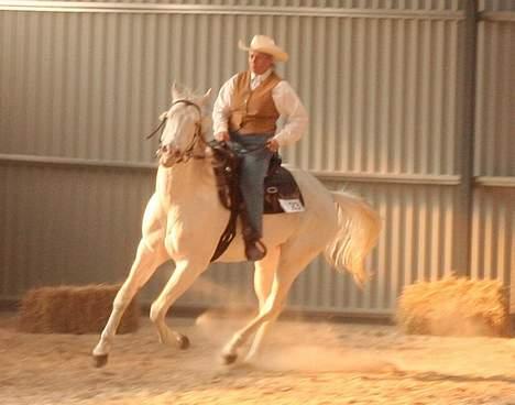 Paint Charlies Qiani Ice - en forsøg i western pleasure- lope billede 5