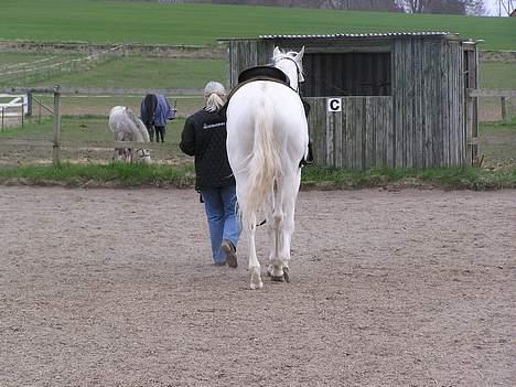 Paint Charlies Qiani Ice - Han er en store dreng! billede 7