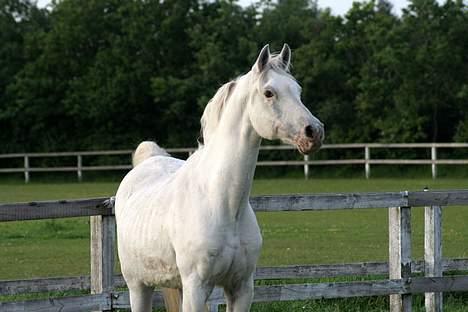 Arabisk fuldblod (OX) Basta R.I.P. blev 27½ år - Basta 17 juni 2006 billede 14