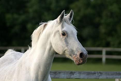 Arabisk fuldblod (OX) Basta R.I.P. blev 27½ år - Basta 17 juni 2006 billede 15