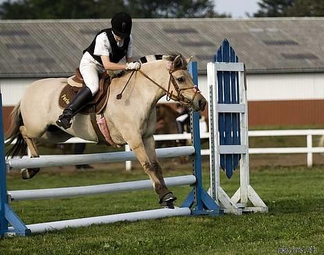 Fjordhest Perle *RIP <3* - perle i TBR d. 16-17 sep. 2006 i LB  billede 9