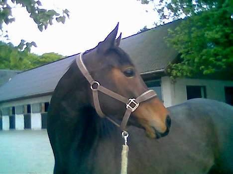 Dansk Varmblod Koh-I-Noor Graftebjerg - Koh-I-Noor d. 13/5-06 billedet er desværre lidt utydeligt da det er taget med mobilen. billede 11