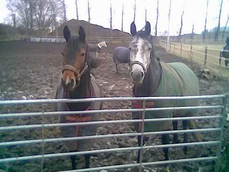 Dansk Varmblod Koh-I-Noor Graftebjerg - Koh-I-Noor og hendes bedste veninde min anden hoppe Snehvide billede 12