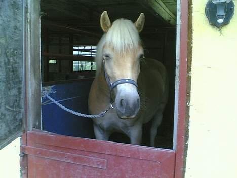 Haflinger Adios - Haha . Selvfølgelig lukker han øjnene inden imens jeg tar billedet billede 6