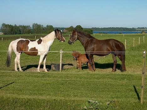 Pinto  Dixie  †020698-270214† - Dixie , Tarzan og Happy .  billede 15