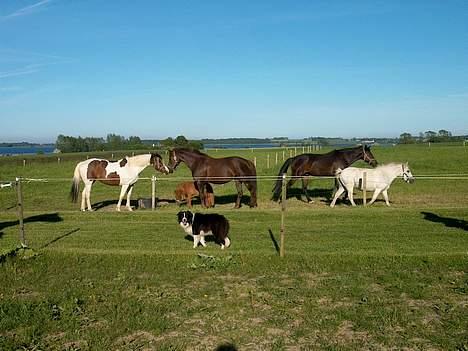 Anden særlig race Sorte Silke - Alle de dejlige heste <´3 Og vores hund Bob (: billede 7