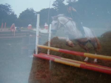 Anden særlig race Jack - Hop billede 3