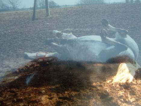 Anden særlig race Jack - Mmmm rulle rulle billede 10