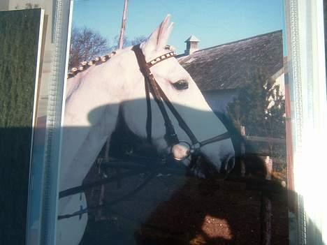 Anden særlig race Jack - Jack, klar til stævne billede 13