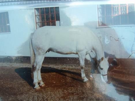 Anden særlig race Jack - Hel hvid billede 14