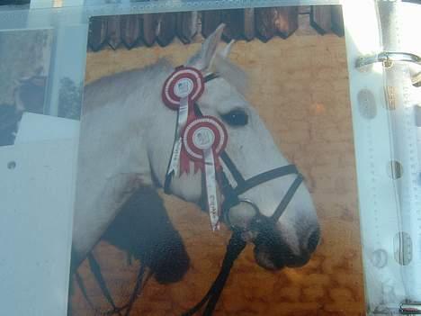 Anden særlig race Jack - Han var dygtiig billede 16