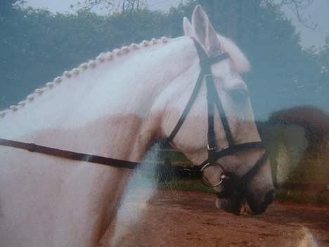 Anden særlig race Jack - Smuk billede 17