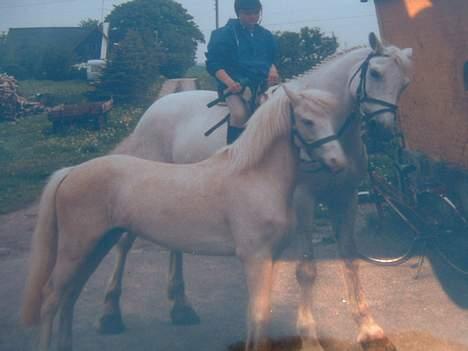 Anden særlig race Jack - Sådan red de tit:) billede 18