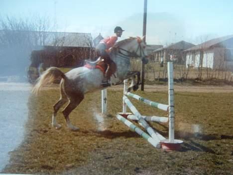 Anden særlig race Jack - Spring med parten Pia. billede 19