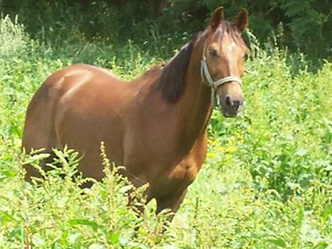 Fuldblod (XX) Horizontas (Død) billede 20