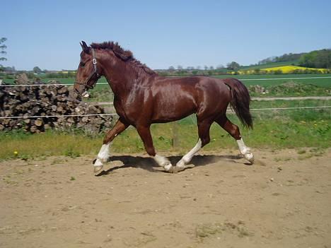 Gelderland Lukas - Lidt trav. Mmmm billede 15