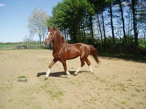 Gelderland Lukas - Mums en lækker hest <3 billede 19