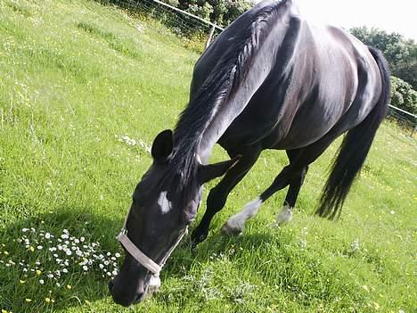 Dansk Varmblod Søholms Halina "OBS. STJÅLET" !! billede 3