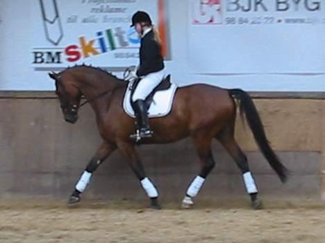 Dansk Varmblod Andigo - opvarmning til stævne i dronninglund billede 15