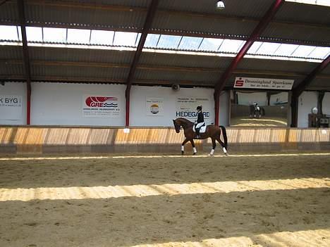 Dansk Varmblod Andigo - Dronninglund 06 billede 16