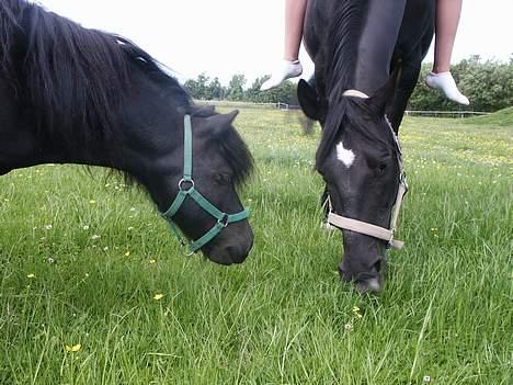 Dansk Varmblod Søholms Halina "OBS. STJÅLET" !! billede 5
