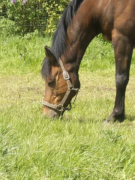Belgisk varmblod Thibau  ( solgt ) - dejligt med lidt gras billede 2