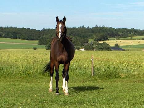Dansk Varmblod Dinétt Stengaard *SOLGT* billede 5
