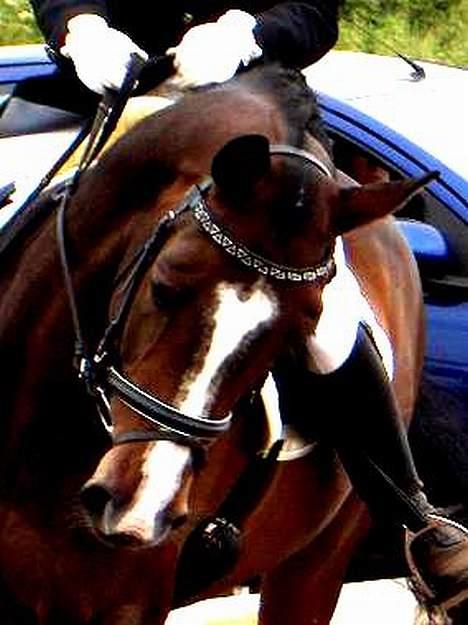 Dansk Varmblod Dinétt Stengaard *SOLGT* billede 6