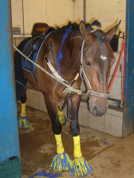 Knabstrupper Petit Af Vilhelmsgård solgt - Petit <´33 Her er hun Cheerleaderhest til fatstalavn, vi var i finalen og havde aldrig prøvet det før (ringridning) og det tog hun rigtig godt. billede 1