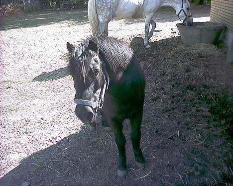 Shetlænder laban billede 2