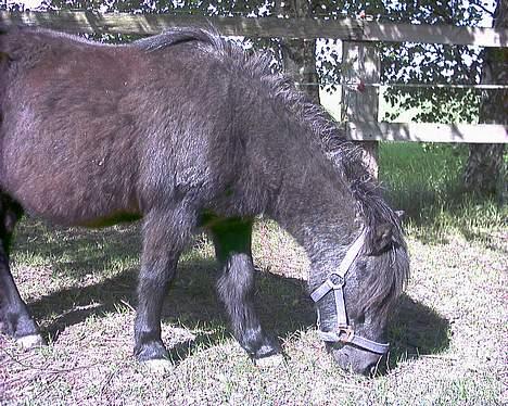 Shetlænder laban billede 3