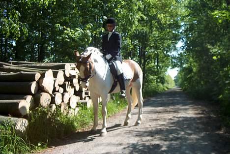 Pinto Balou - balou og Melissa i skoven , efter et stævne .. billede 1