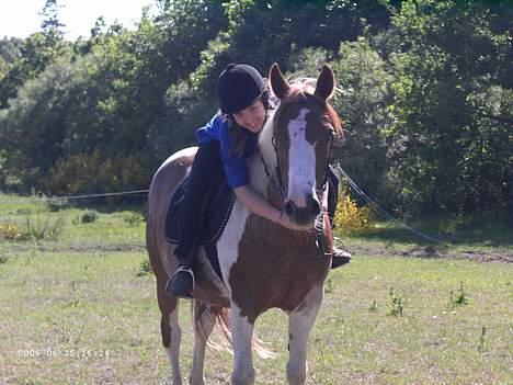 Pinto sara billede 3