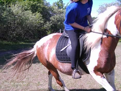 Pinto sara billede 4