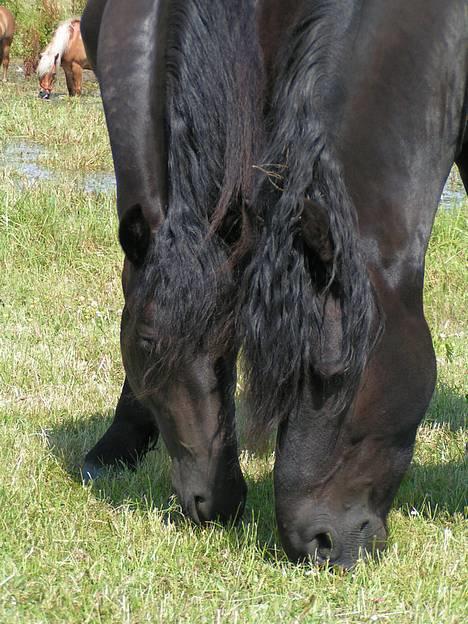 Frieser Maike Rozalien J. billede 2