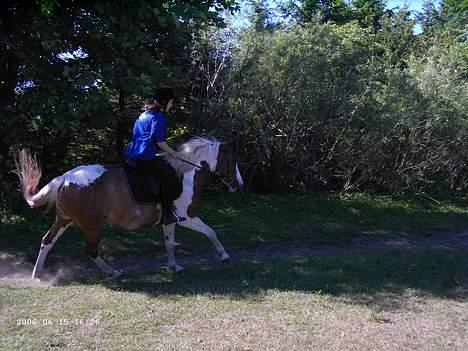 Pinto sara billede 5