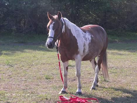 Pinto sara billede 6