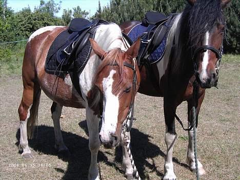 Pinto sara billede 7