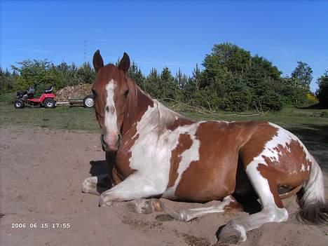 Pinto Janus21 billede 4