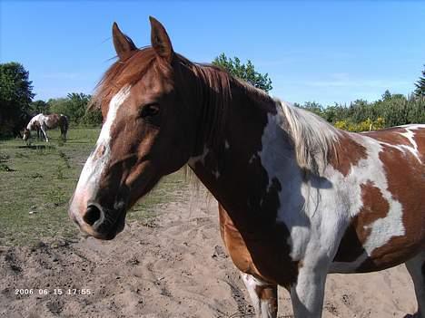 Pinto Janus21 billede 5