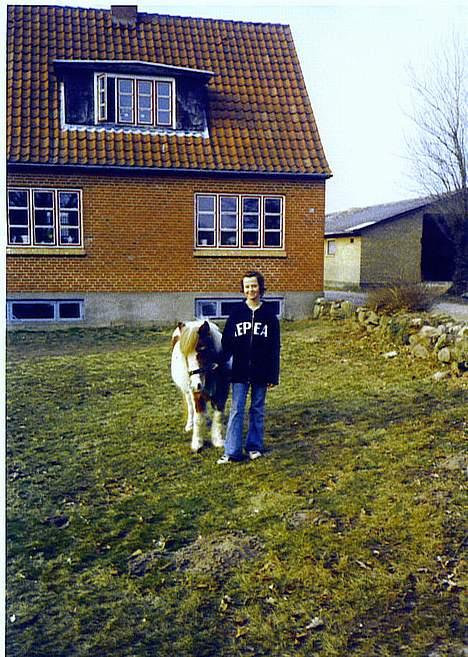 Anden særlig race Tronde (R.I.P.) - En fin nyvasket pony. billede 7