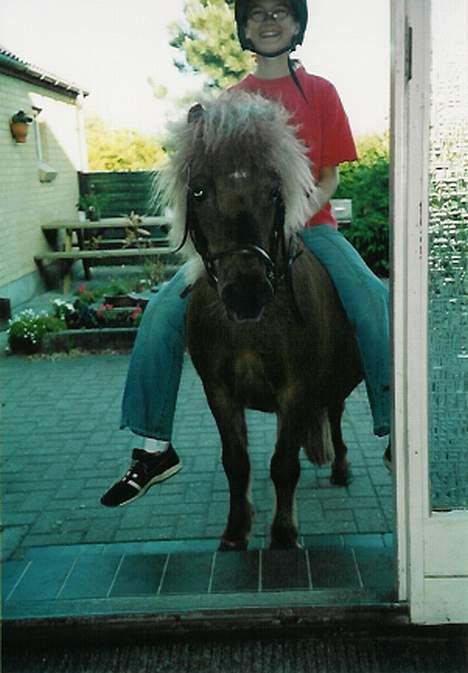 Shetlænder Tarzan <,3 SOLGT - Tarzan din bølle ;D ;D  ,, Se ikk på mig  .. Har ikk briller mere :´ss billede 18