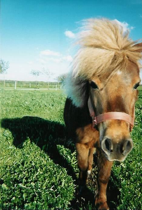 Shetlænder Tarzan <,3 SOLGT - Hvad kan man sige ? Han er da lidt for sød dér ;D ;D  ,, billede 19