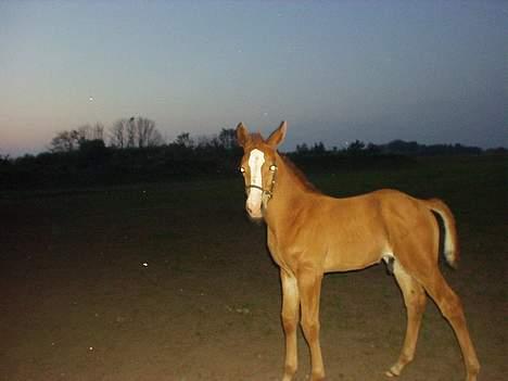 Dansk Varmblod GraversgaardsDiablo solgt billede 14