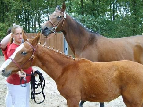 Dansk Varmblod GraversgaardsDiablo solgt billede 15