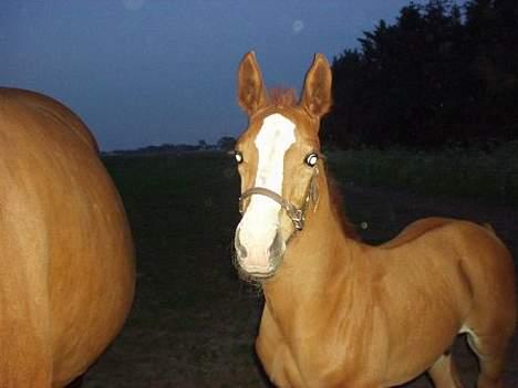 Dansk Varmblod GraversgaardsDiablo solgt billede 16