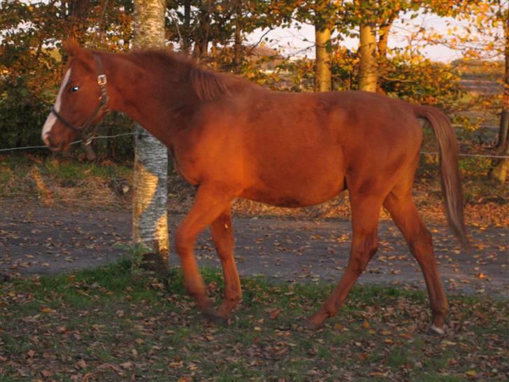 Dansk Varmblod GraversgaardsDiablo solgt billede 17