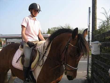 Pinto Maximus Jones billede 15