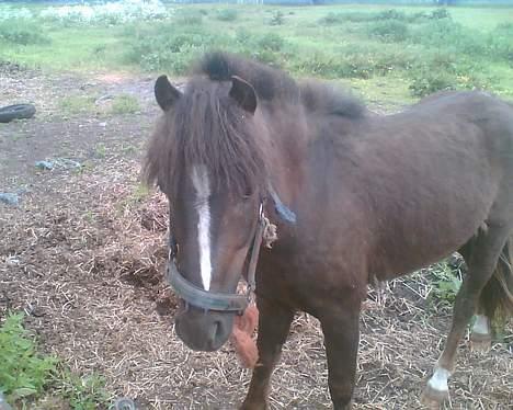 Anden særlig race Victor - hos hestehandleren lige iden vi læssede ham. billede 2