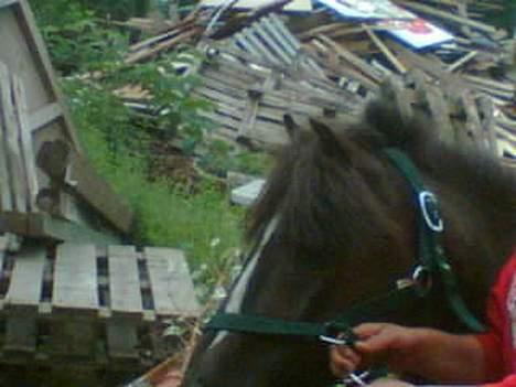 Anden særlig race Victor - hans smukke hoved.. billede 5